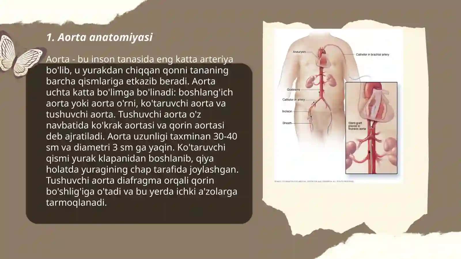 Aorta anatomiyasi 3