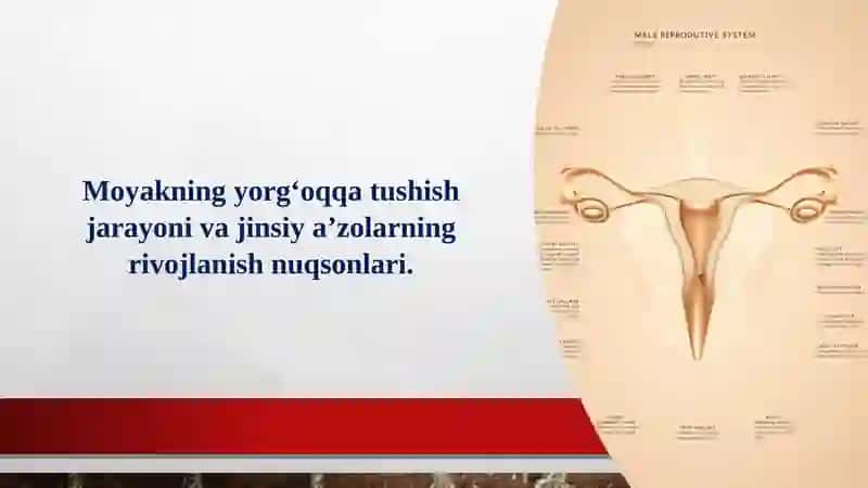 Moyakning yorg‘oqqa tushish jarayoni va jinsiy aʼzolarning rivojlanish nuqsonlari. 3
