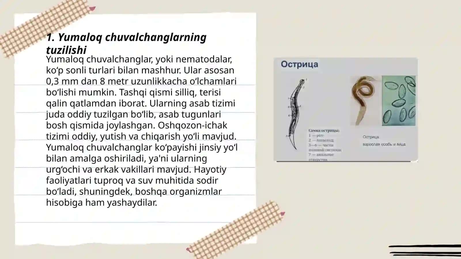 Yumaloq chuvalchanglar (nemathelminthes) 3