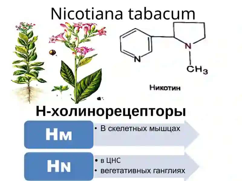 Н-холинергические средства.Ганглиоблокаторы.Миорелаксантанты. М-холиноблокаторы 3