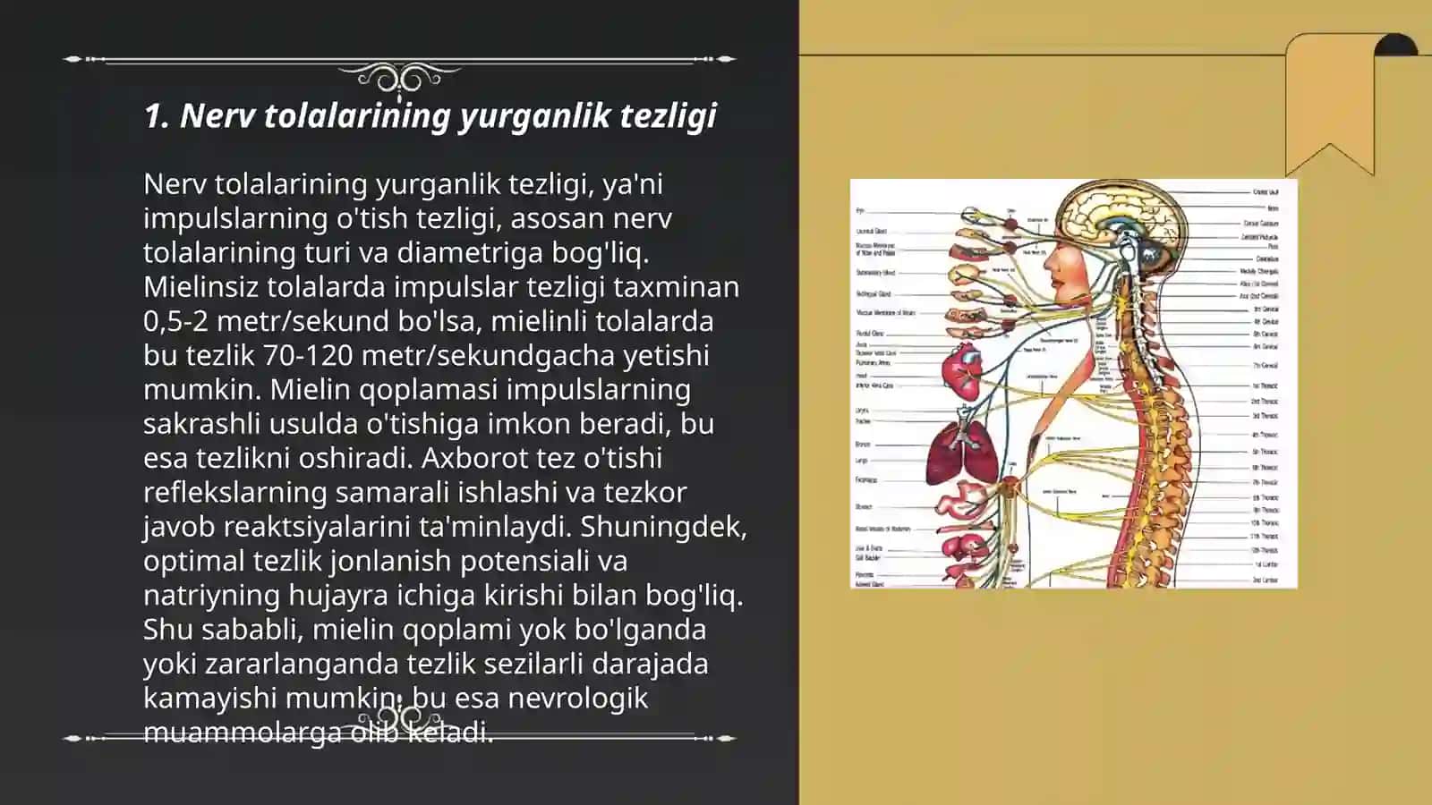 Nerv tolalari fiziologiyasi. Sinapslar fiziologiyasi 3
