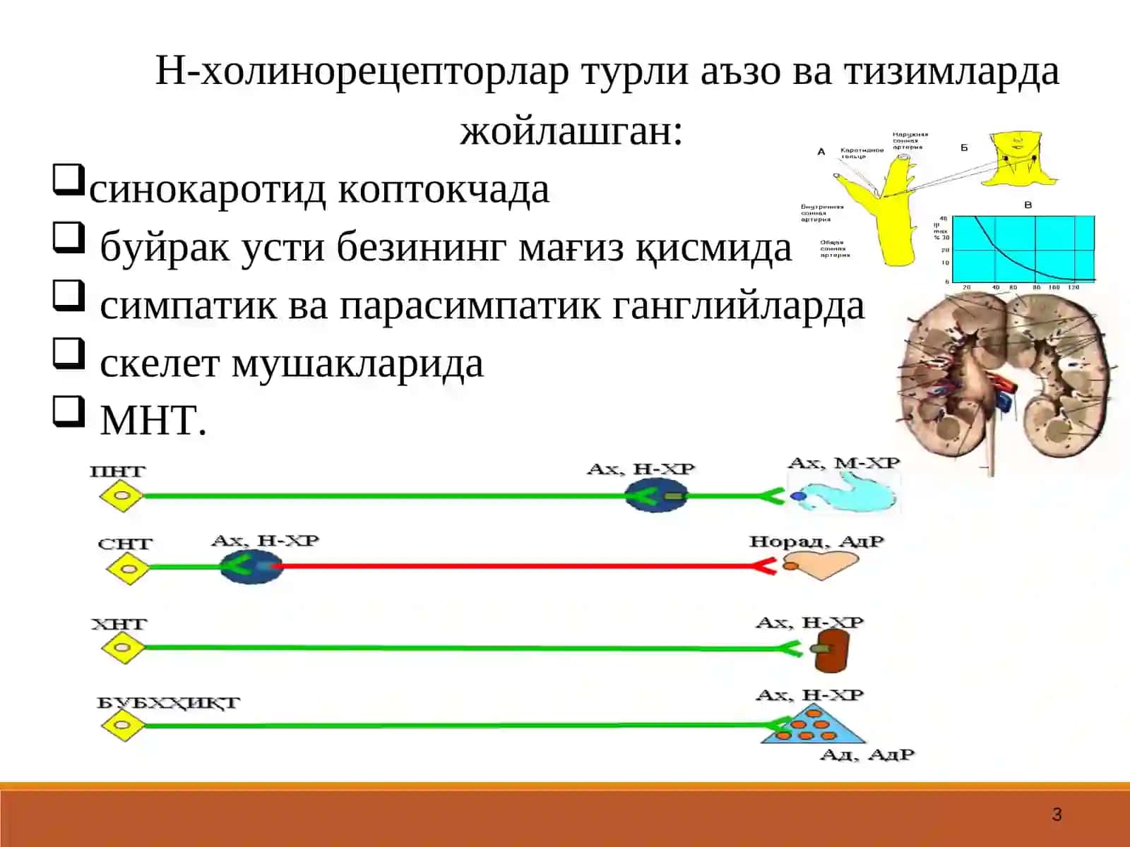 Н-ХОЛИНОРЕЦЕПТОРЛАРНИ ҚЎЗҒАТУВЧИ ВОСИТАЛАР 3