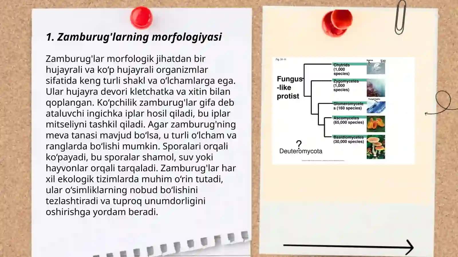 Zamburug'lar haqida ma'lumot to'plash 3