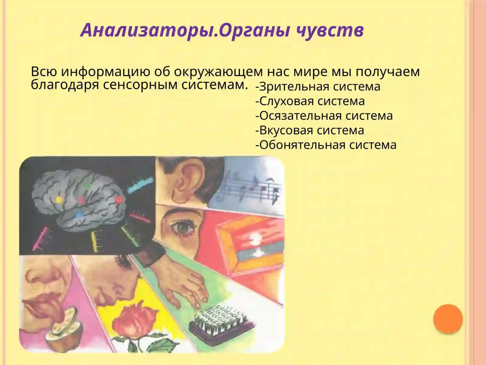 Возрастные особенности и гигиена анализаторов 3