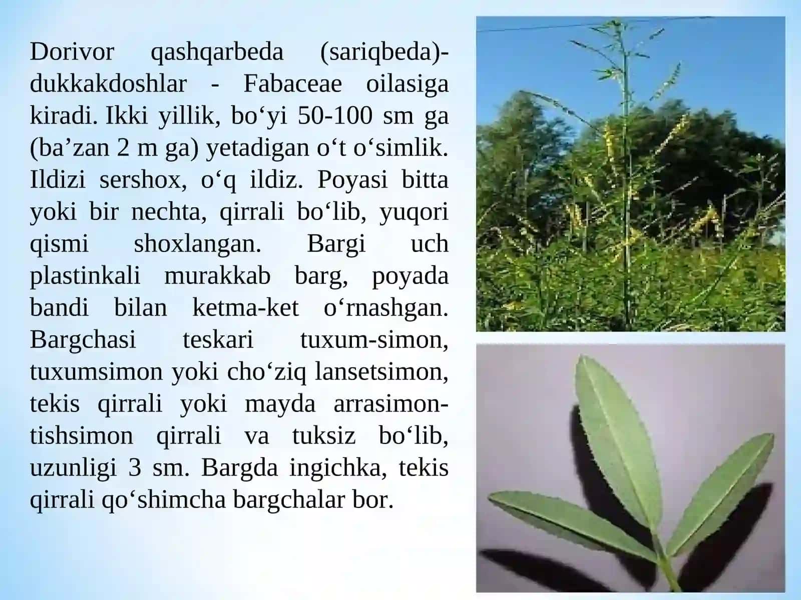 IKKI YILLIK DORIVOR O‘SIMLIKLARNI YETISHTIRISH TEXNOLOGIYASI 3