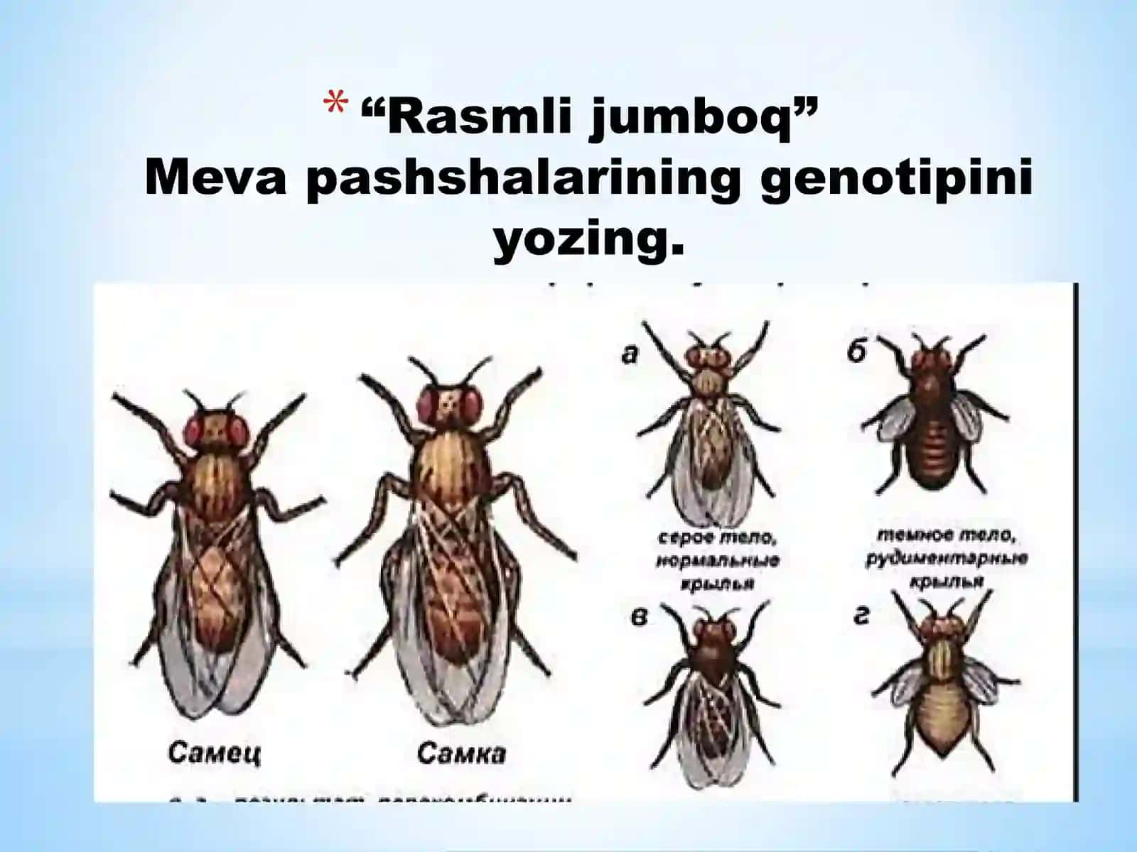 Belgilarning Jinsga Bog‘liq Holda İrsiylanishidars Taqdimoti 3
