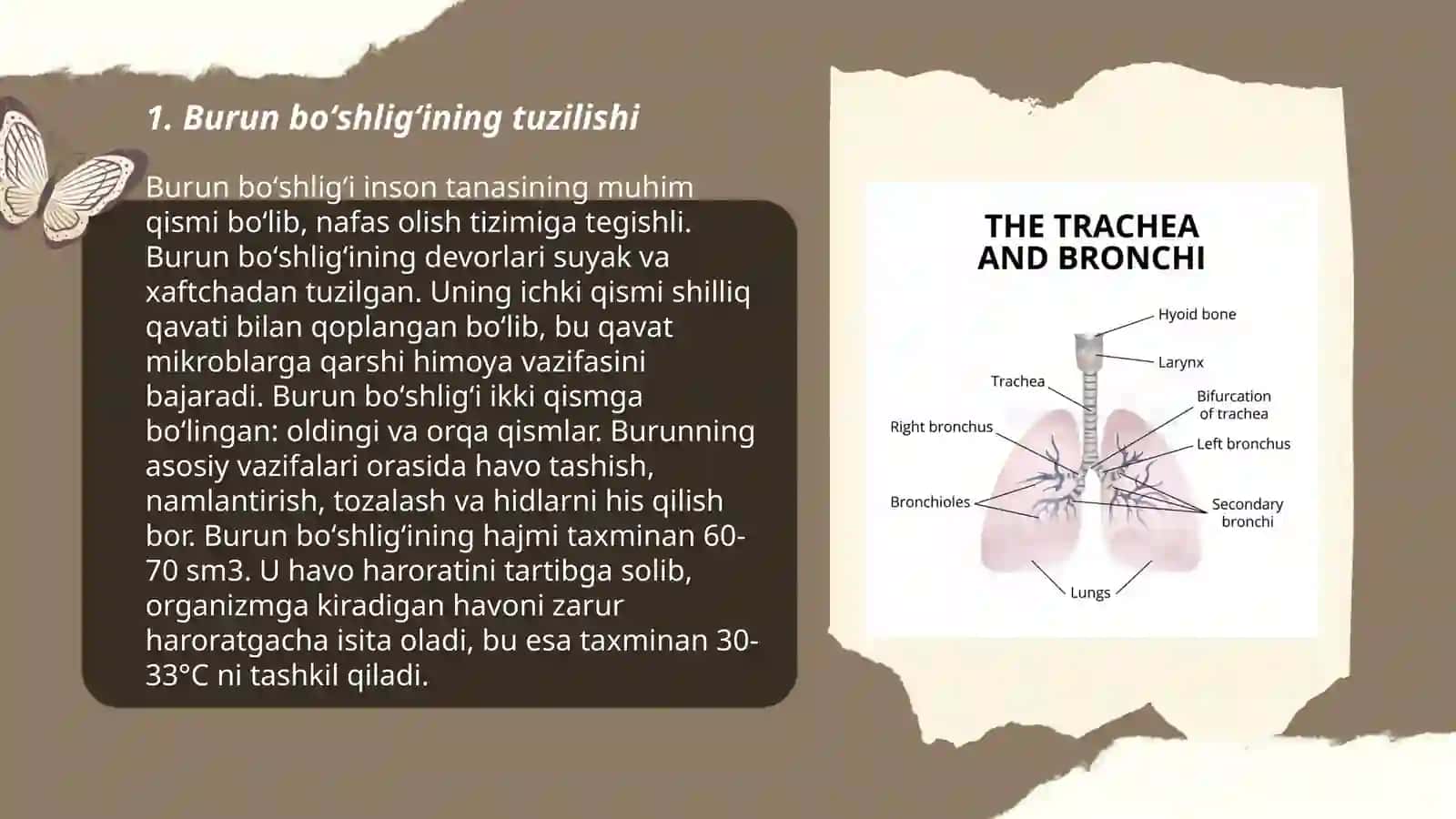 Nafas yoʻllari:burun boʻshligʻi hiqildoq kekirdak va bronxlarning tuzilishi ularning yoshga qarab oʻzgarishi 3