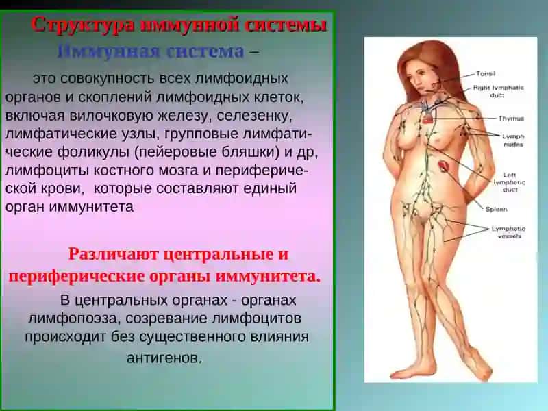 ИММУННАЯ СИСТЕМА ОРГАНИЗМА 3