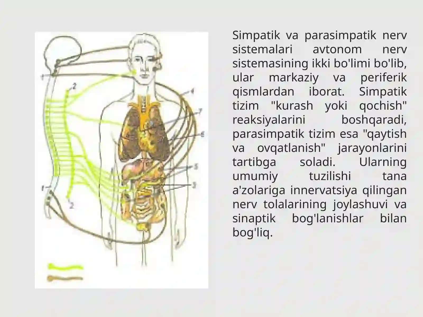 Vegetativ nerv tizimining asosiy qismlari 3
