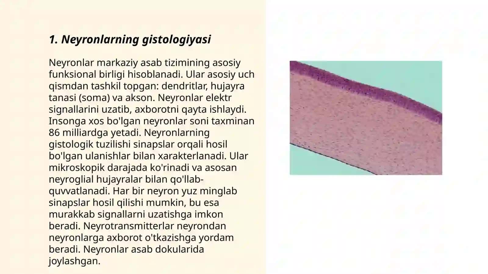 Neyronlar gistologiyasi 3