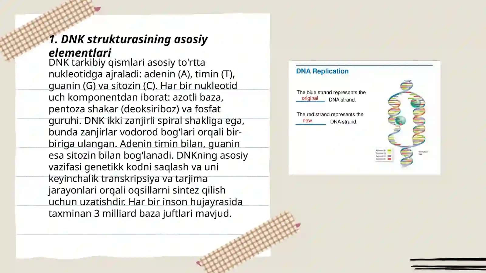 DNK replikatsiyasi 3