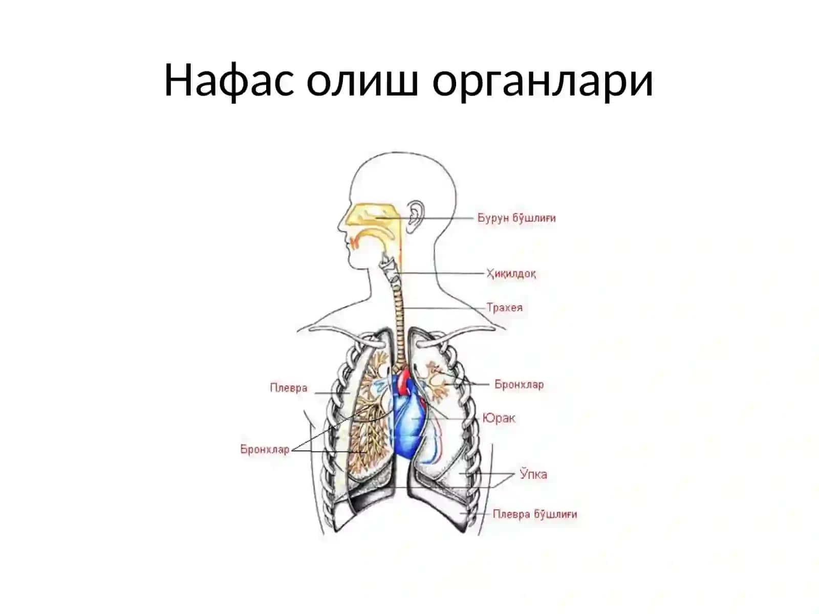 Болаларда юқори нафас йўллари ни тегишли теҳник кўрсатиш усуллари 3
