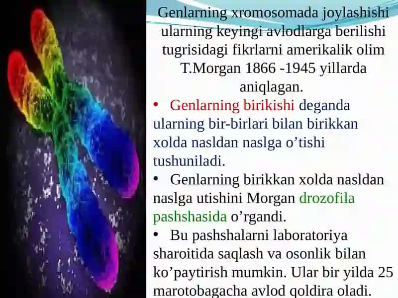 Umumiy genetika 8 - Amaliy mashg’ulot 3