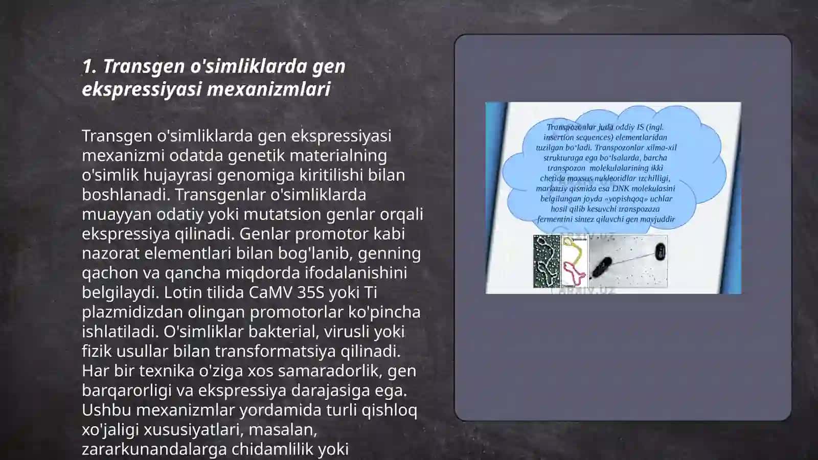 Transgen o’simliklarga genetik materallarni ekspressiyasi 3