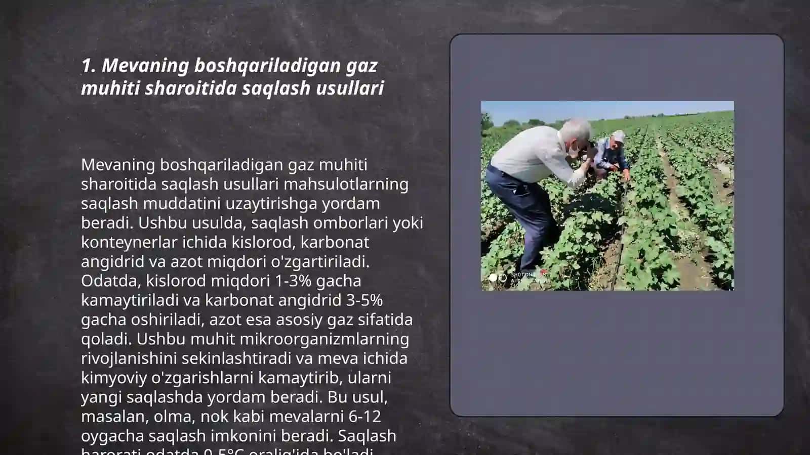 Meva, uzum va sabzavotlarni boshqariladigan gaz muhiti sharoitida saqlash 3