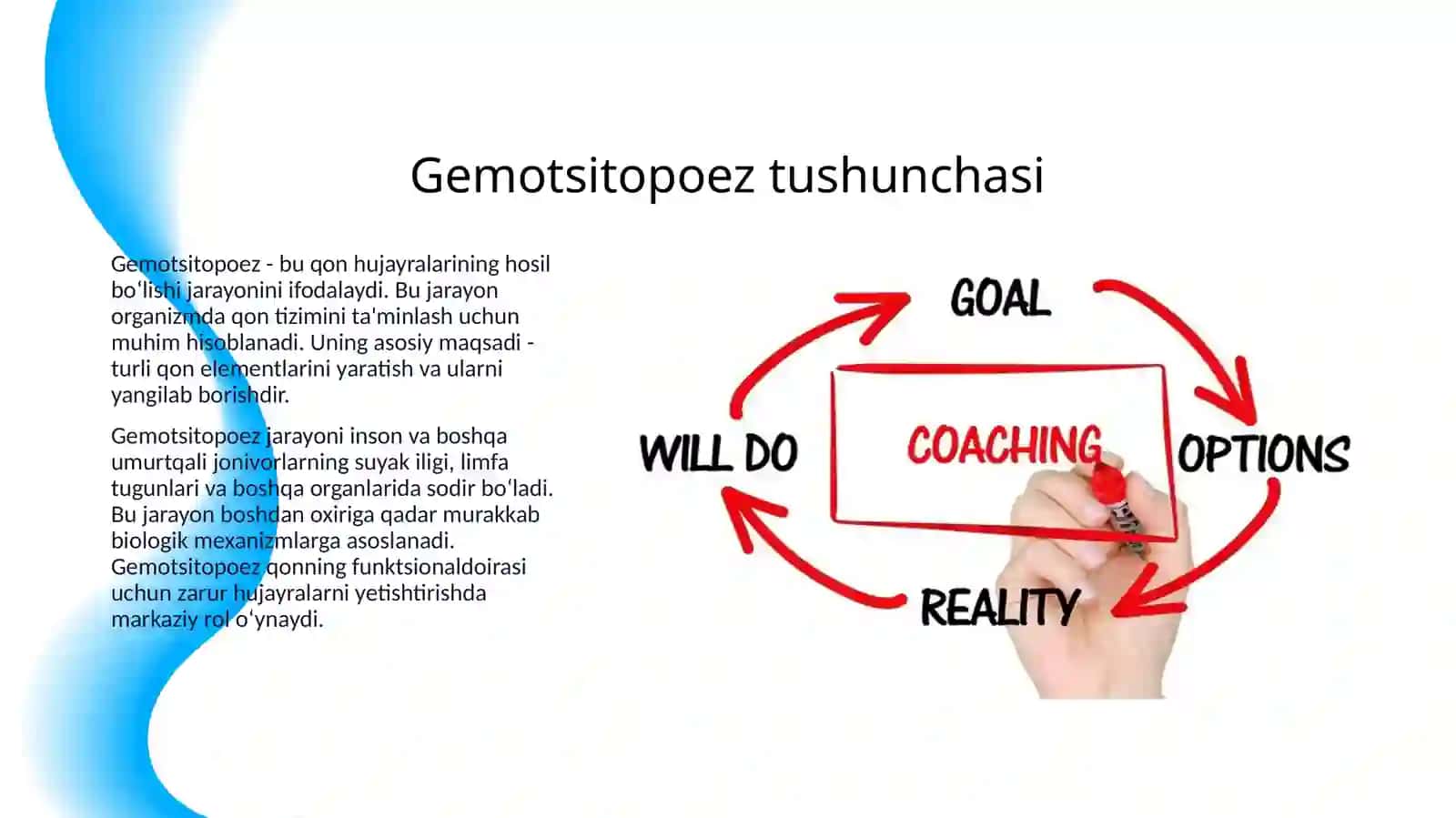 GEMOTSITOPOEZ. GEMOTSITOPOEZNI NEYRO-GUMORAL BOSHQARILISHI. GEMATOPOEZ NAZARIYALARI. A.A. MAKSIMOVGA KO’RA GEMOPOEZ NAZARIYASINING MOHIYATI. QONNING O’ZAK HUJAYRASI. MORFO-FUNKSIONAL XARAKTERISTIKASI 3