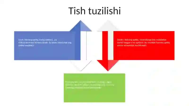 Tish Anatomiyasi 3