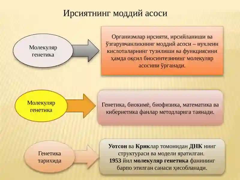Ирсиятнинг молекуляр асослари. Генетик инженерия ва биотехнология. Ўзгарувчанлик. 3