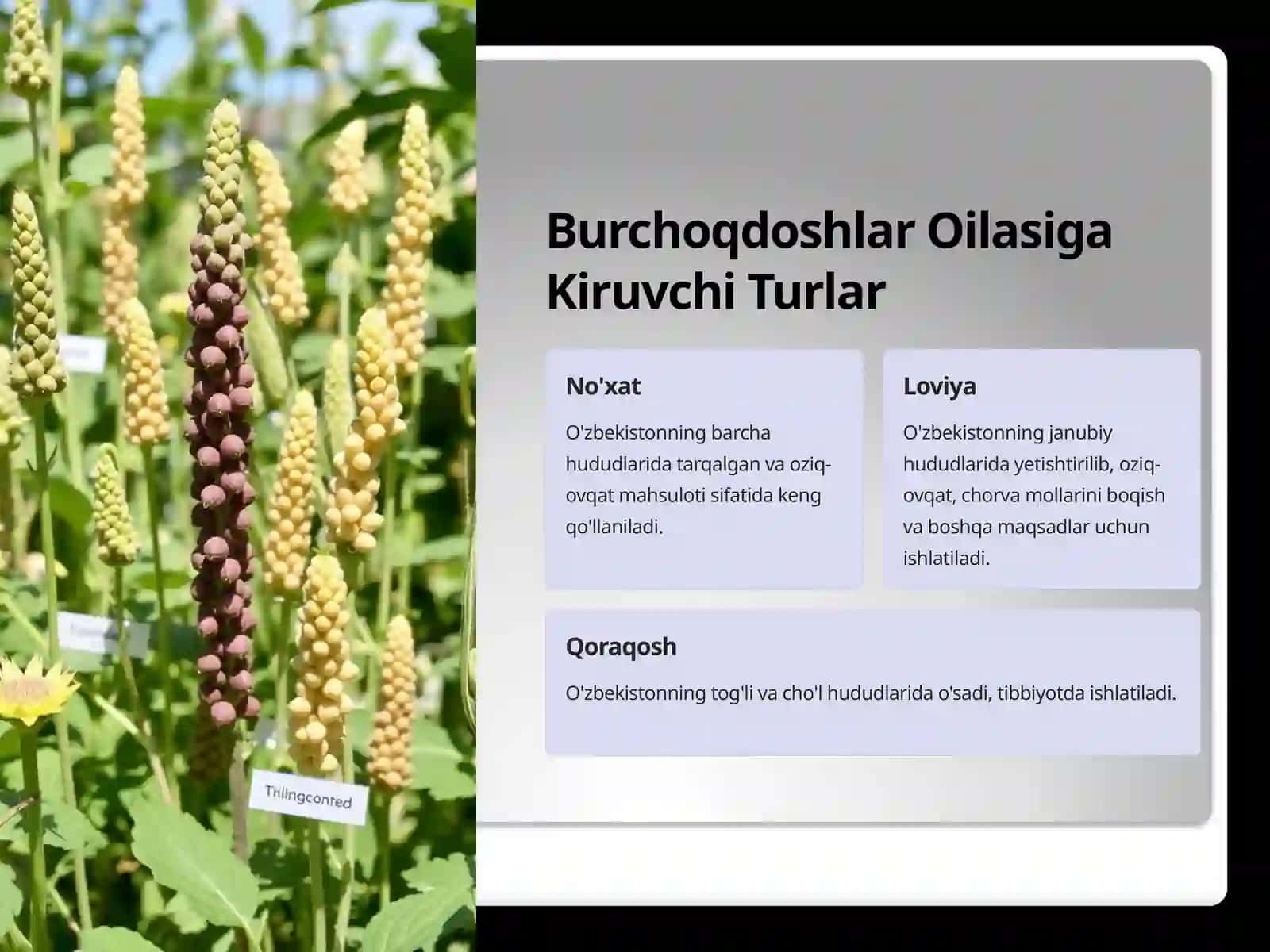 Burchoqdoshlar Oilasi: Biologiya, Ekologiya va Ahamiyati 3