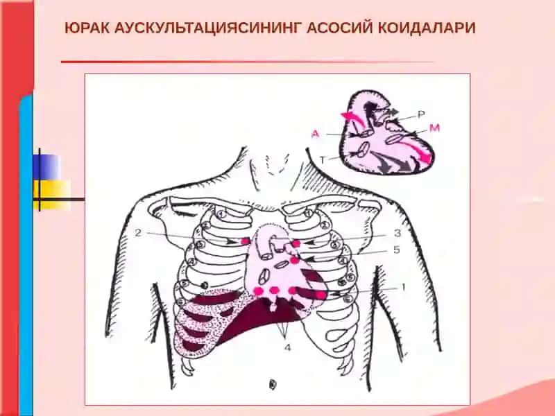 Юрак аускультацияси 3