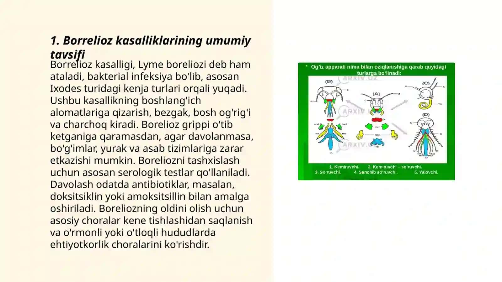 Borretiozlar morfologiyasi strukturasi, tarqalganligi keltirib chiqaruvchi kasallik labaratoriya diagnostikasi 3