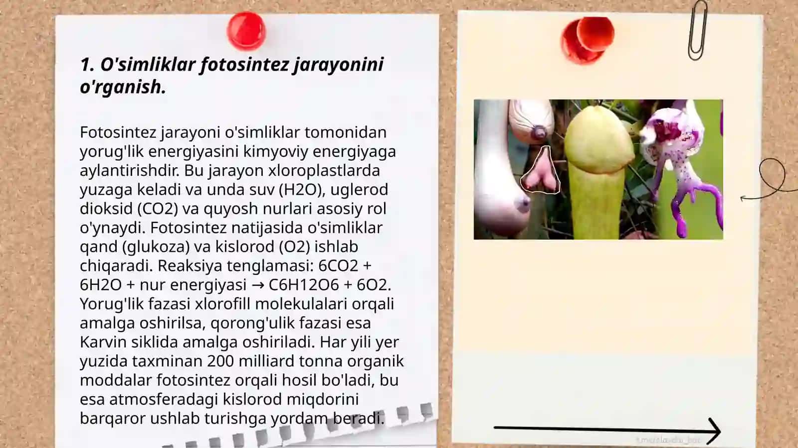 O'simliklar fiziologiyasiga hissa qo'shgan o'zbek olimlarini olib borgan ilmiy tadqiqot ishlari 3