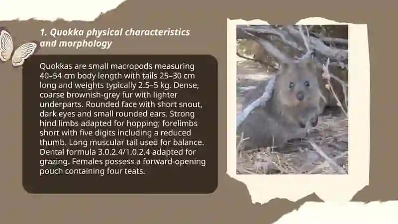Quokka 3