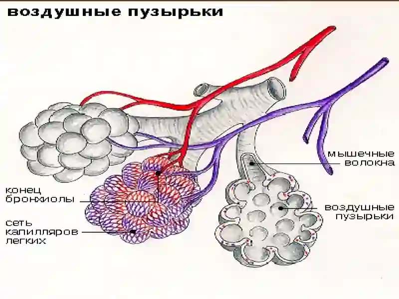 Астма 3