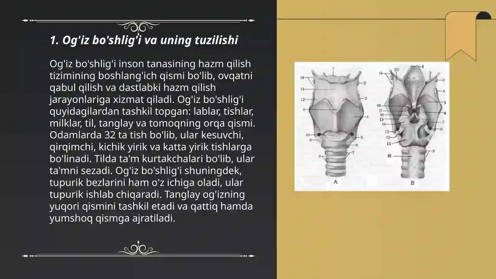 Ovqat hazm qilish anatomiyasi Nafas olish a’zolari 3