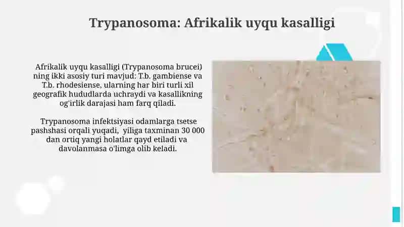 Xivchinlilar - odam parazitlari: tripanasoma, leyshmaniya, trixomonada va lyambliya 3