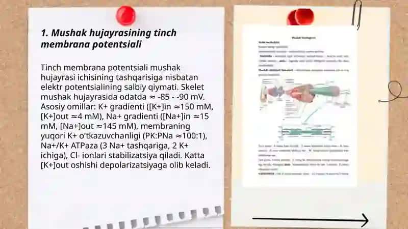 Mushaklar fiziologiyasi. Qozgaluvchan toqima. Qozgaluvchan toqimalar membranasi 3