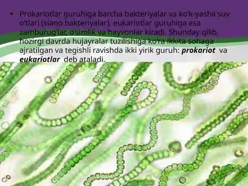 Eukariot va Prokariot hujayra 3
