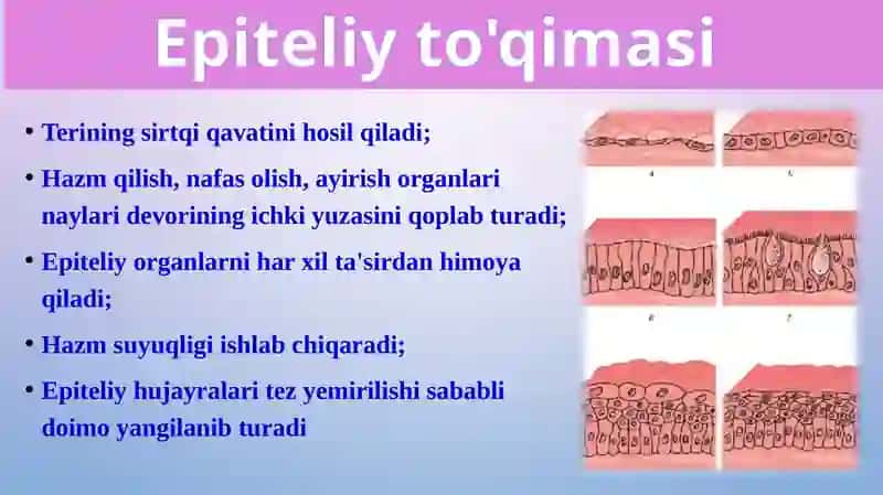 To'qimalar, organlar va organizm. 3