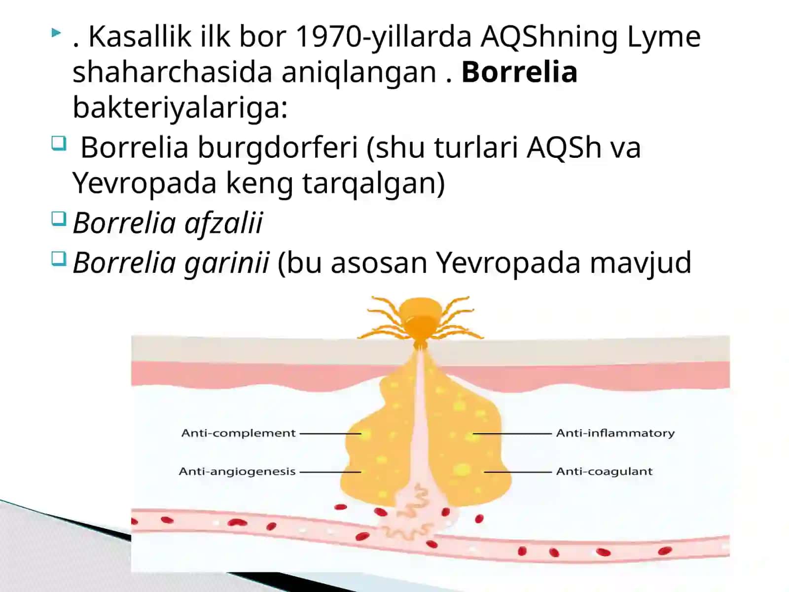 BORRELIOZ. ETIOLOGIYASI, EPIDEMALOGIYASI,PATOGENEZI, KLINIKASI,LABORATOR DIAGNOSTIKASI,DAVOLASH VA PROFILAKTIK CHORA TADBIRLAR 3