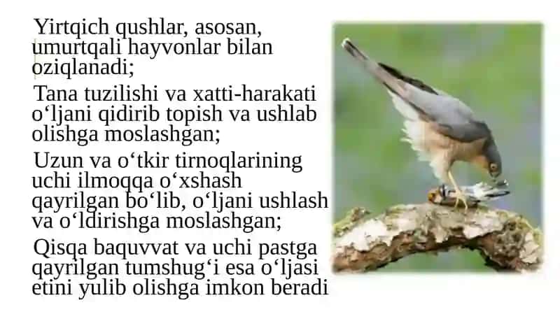 Yirtqichqushlar 3