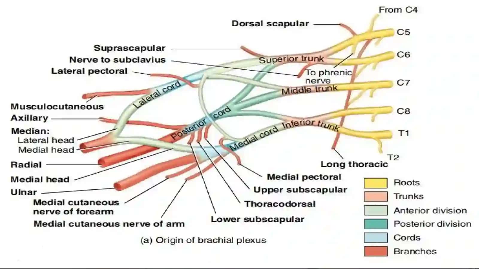 Yelka chigali(plexus brachialis) 3