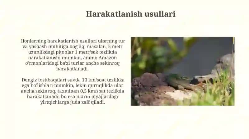 Sudralib yuruvchilar(reptiliyalar) 3