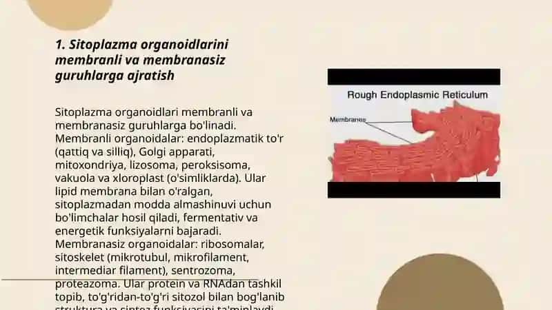 SITOPLAZMANING ORGANOIDLARNING KLASSIFIKATSIYASI. ENDOPLAZMATIK TO'R, RIBOSOMA TUZILISHI VA VAZIFALARI 3
