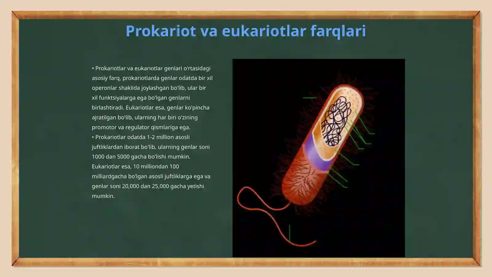 Prokariot va eukariot genlarning strukturasi 3