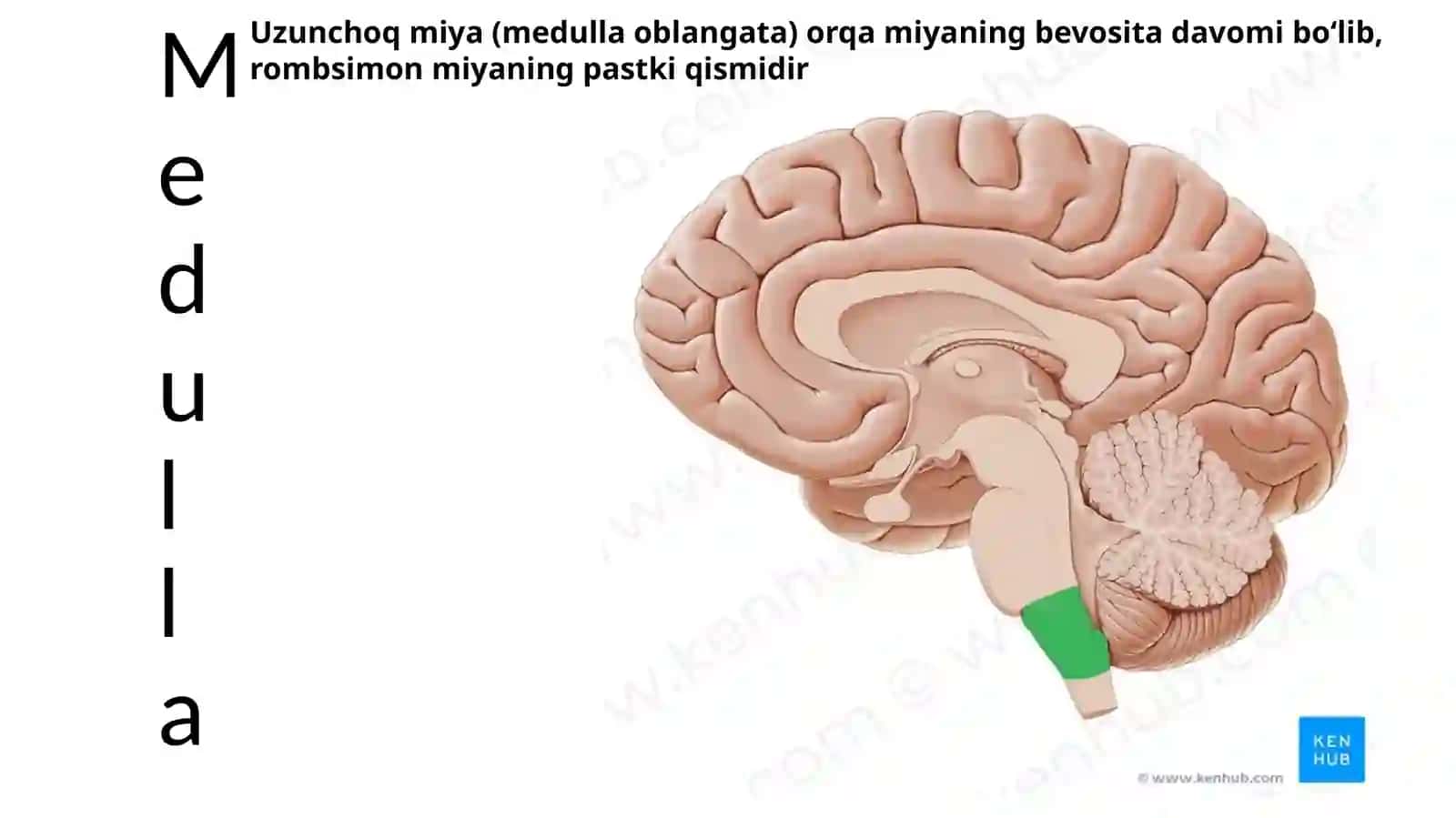 Uzunchoqmiyako‘prik. Ularning tuzilishi va yoshga qarab o‘zgarishi. Miyachaning tuzilishi va yoshga qarab o‘zgarishi. IV-korincha, rombsimon chuqurcha. Rombsimon chuqurchada bosh miya nervlari o‘zaklarining joylashishi 3