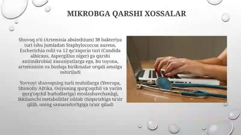 Achchiqermon(Artemisia absinthium)turiningbioekologikvadorivorlikxususiyatlari 3
