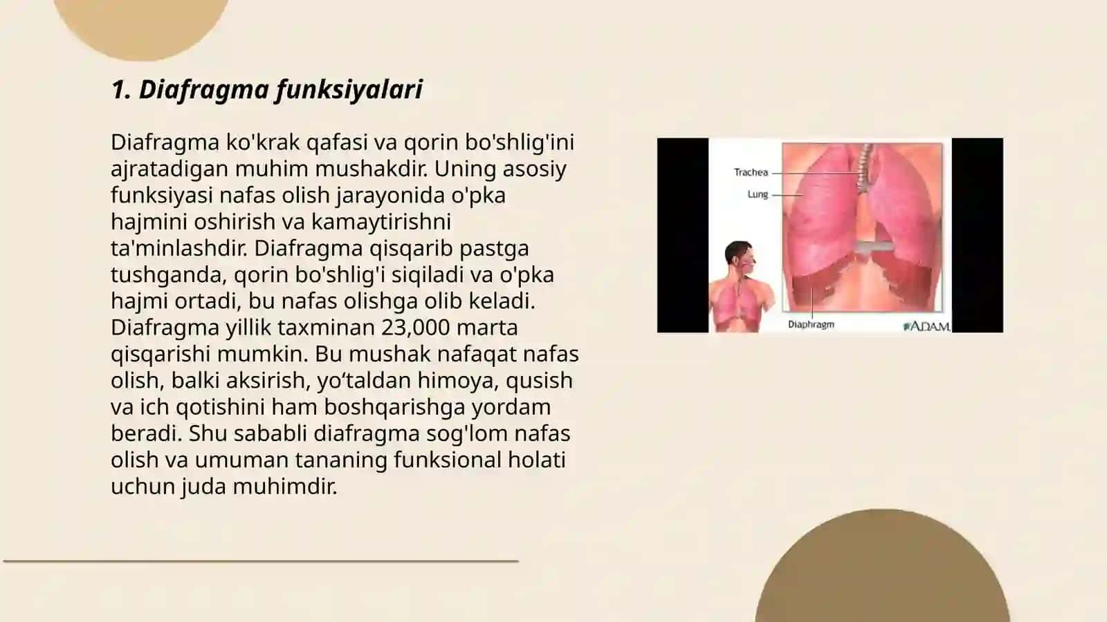 Diafragma 3