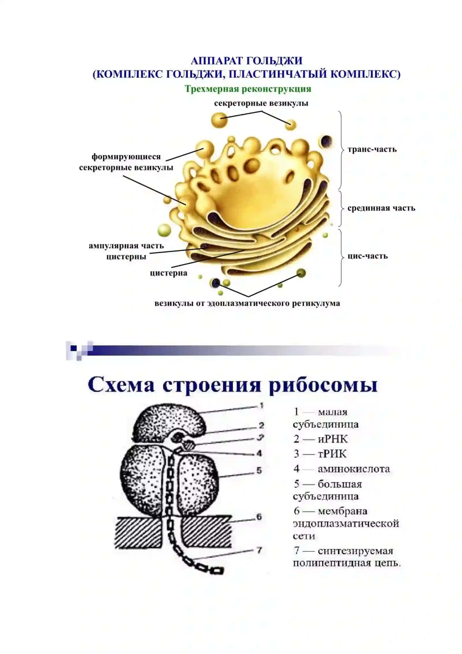 Sitoplazma organoidlari – mitoxondriya, Goldji apparati va ribosomaning tuzilishini o’rganish 3