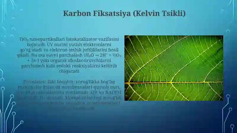 Karbon Fiksatsiya (Kelvin Tsikli) 3
