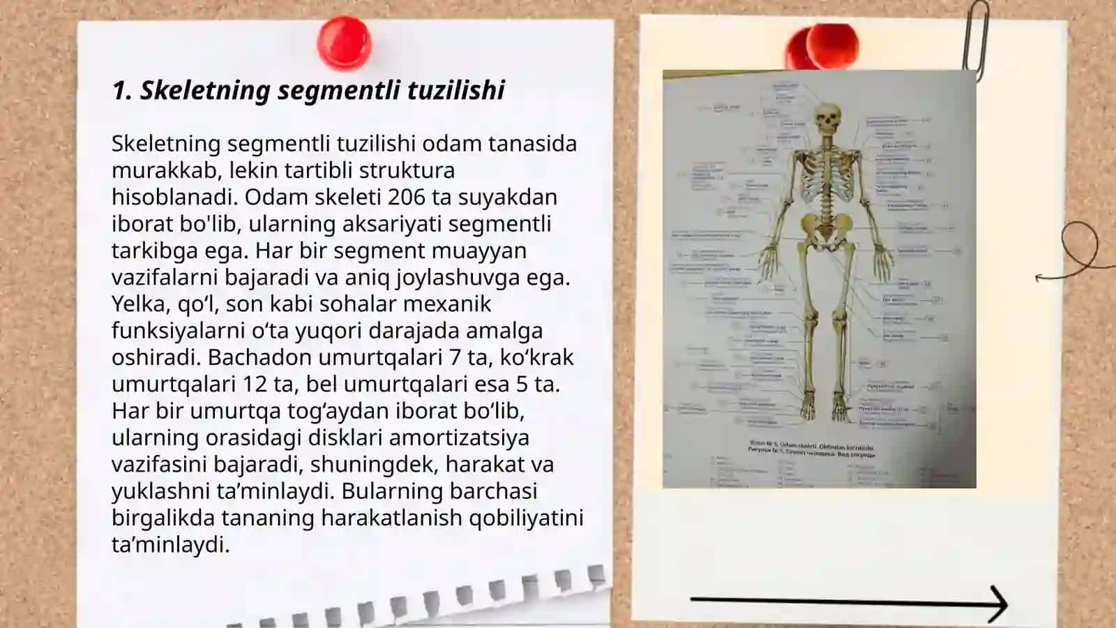 Skeletning segmentli tuzilishi va uning tuzilish printsiplari 3
