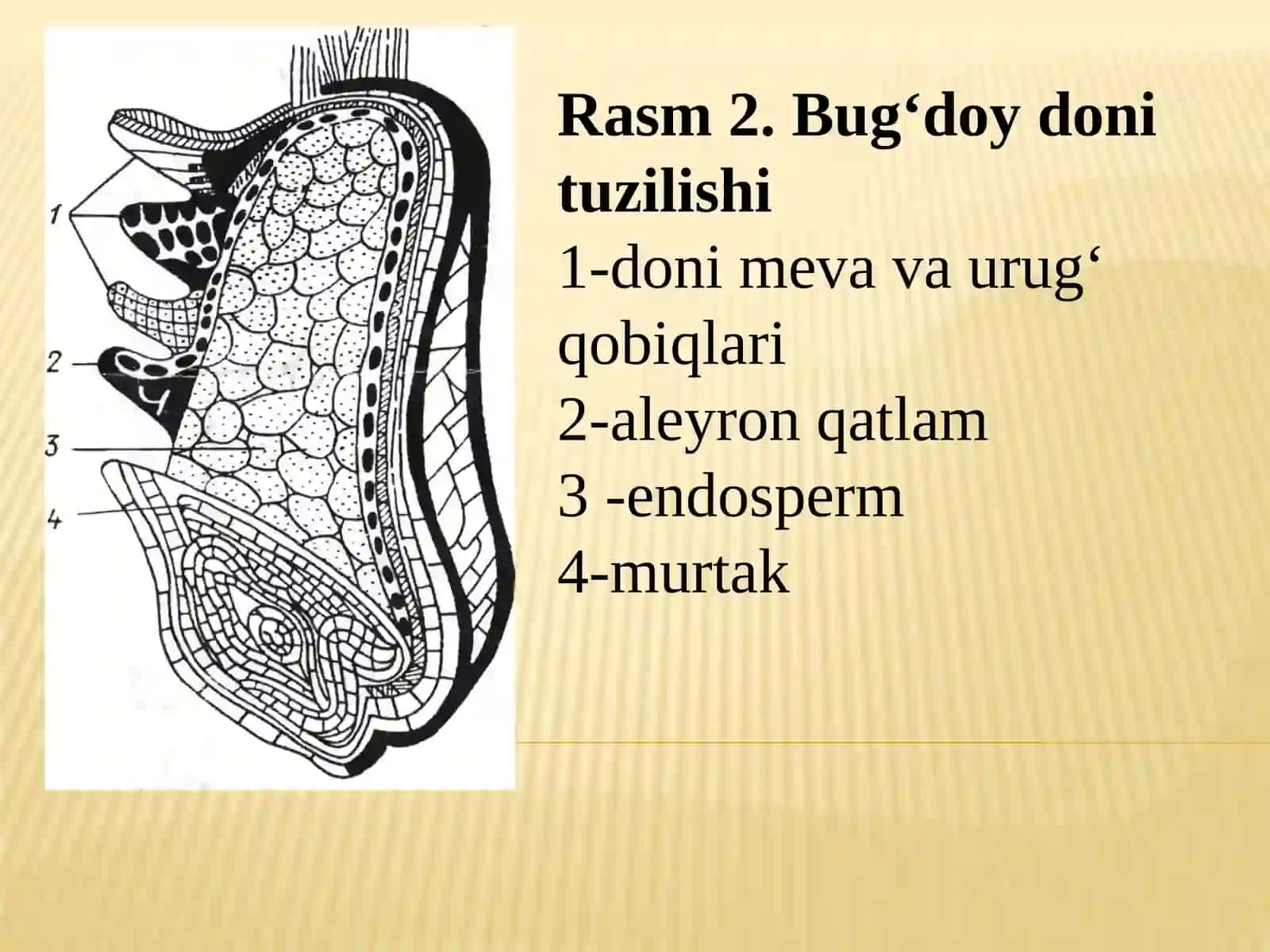 DON MAXSULOTLARI UMUMIY TEXNOLOGIYASI 3