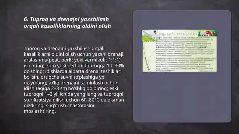 Xona o'simliklarida uchraydigan kasalliklarga qarshi kurashish 3