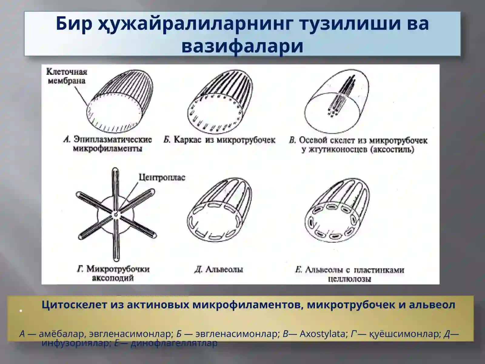 Protozoa кенжа дунёси (Бир ҳужайралилар) 3