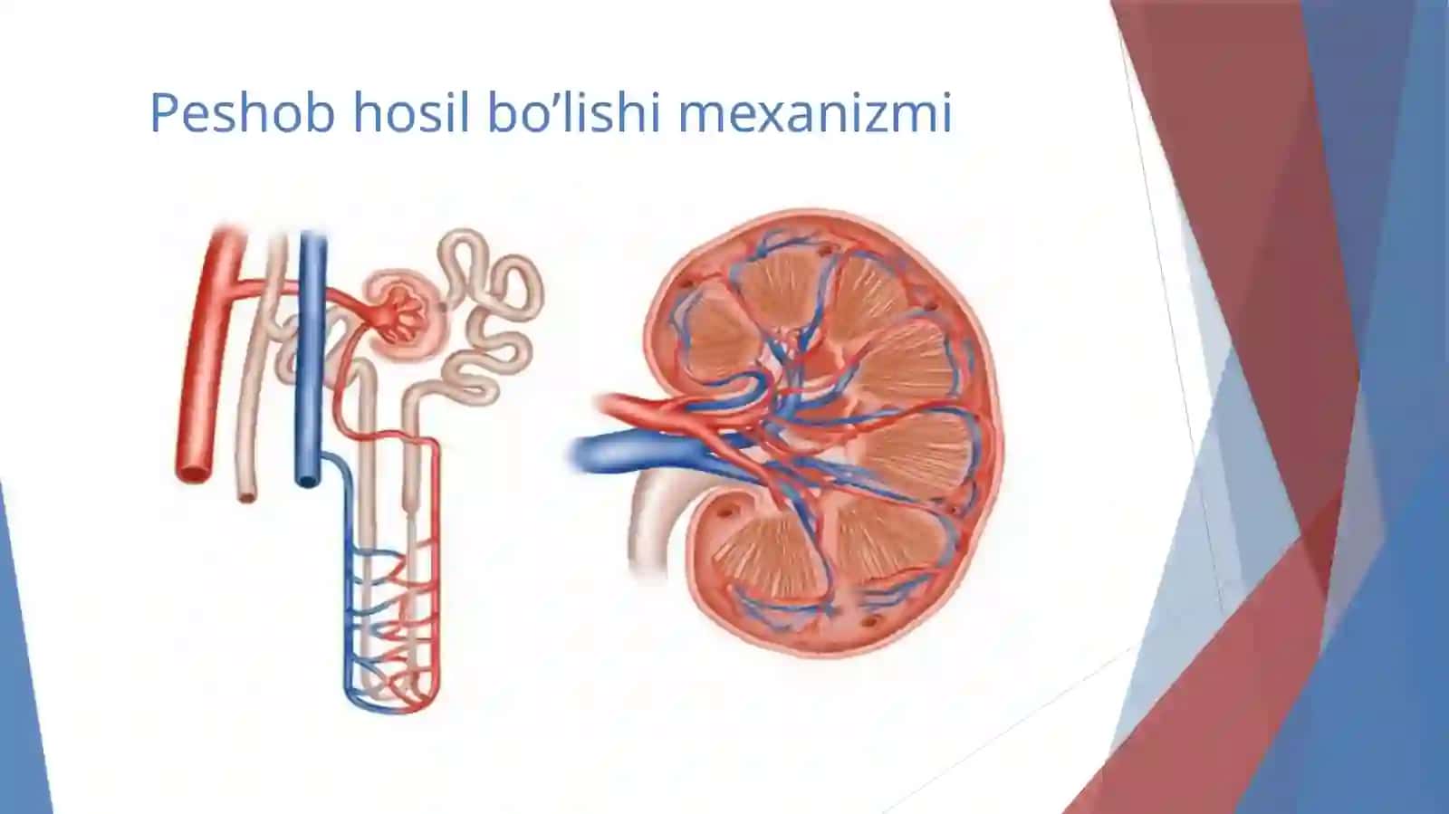 Peshob klinik tahlili 3