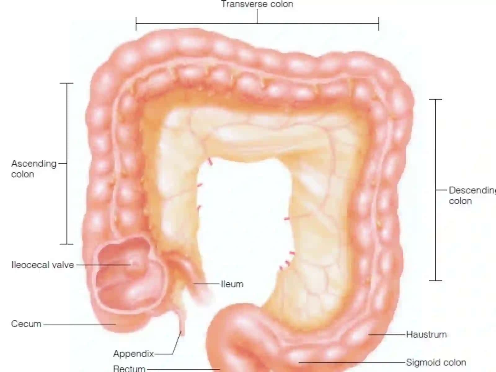 The large intestine 3